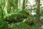 PICTURES/Ho Rainforest - Ho Trail/t_Clover Hillock.JPG